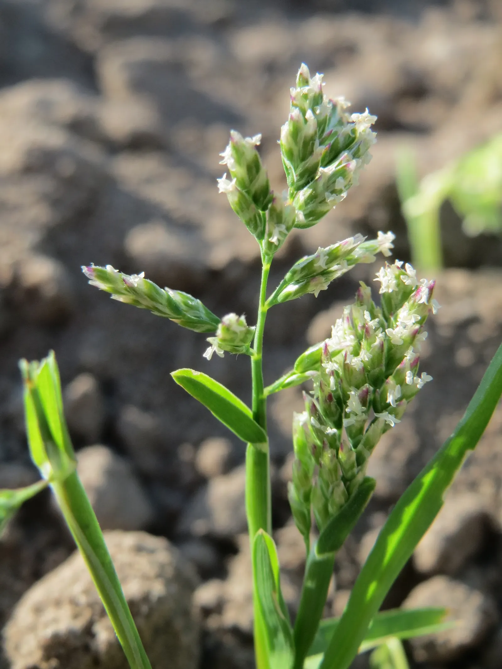 Bluegrass (Poa Annua) — Highly adaptable, it reaches 6 to 12 inches tall, featuring a bright green color and fine-textured blades
