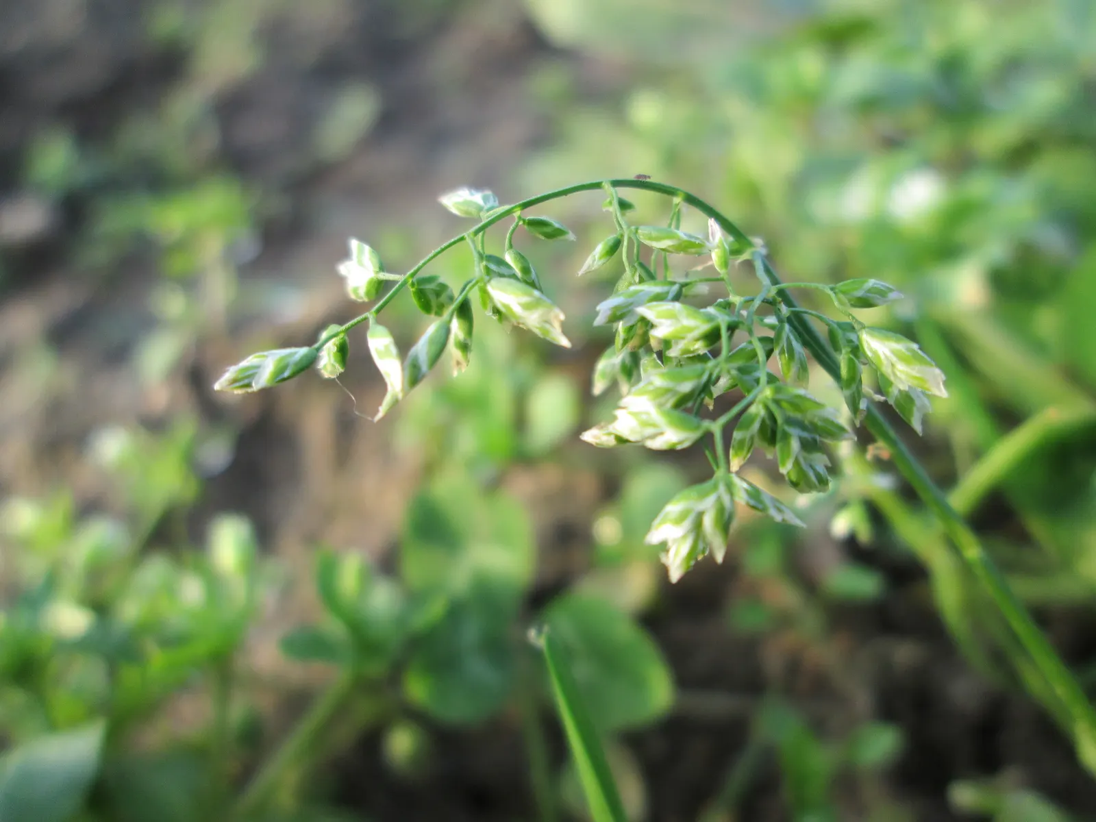 Bluegrass (Poa Annua) — it is capable of growing in both full sun and moderate shade; highly adaptable, it reaches 6 to 12 inches tall, featuring a, image 65