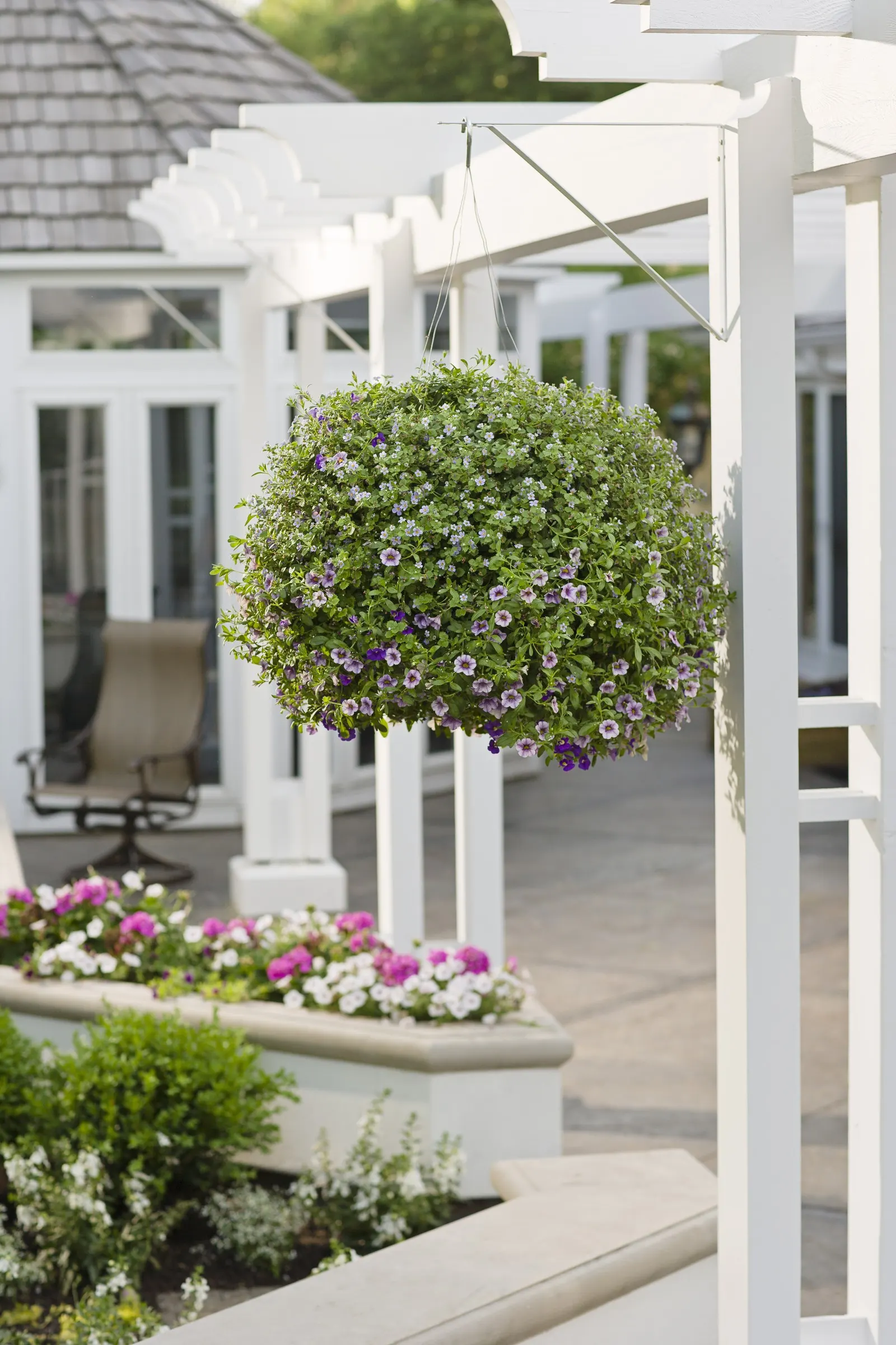 Miss Lilac Calibrachoa — Proven Winners - Superbells® Miss Lilac - Calibrachoa purple lavender plant details, information and resources