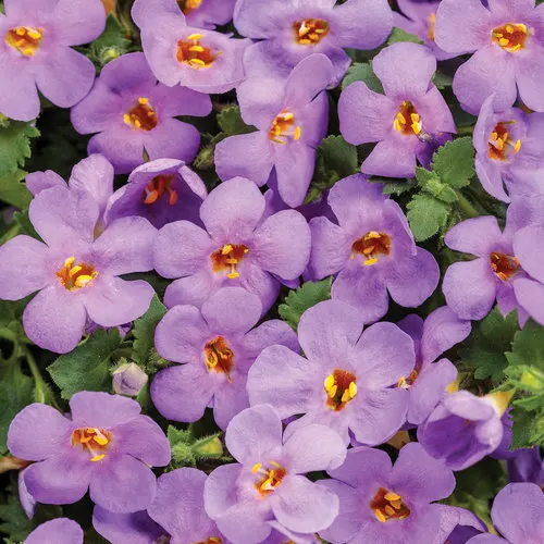 Blue III Sutera (Sutera cordata) — The blooms read as a cool purple-blue in the garden