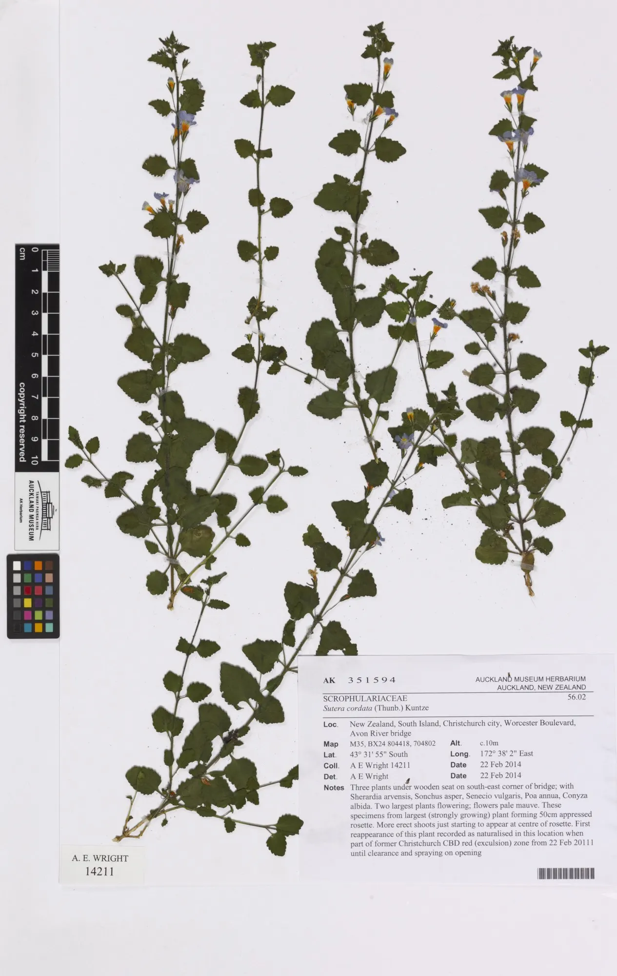 Blue III Sutera (Sutera cordata) — catching light beautifully at the edge of a pot or along the front of a border