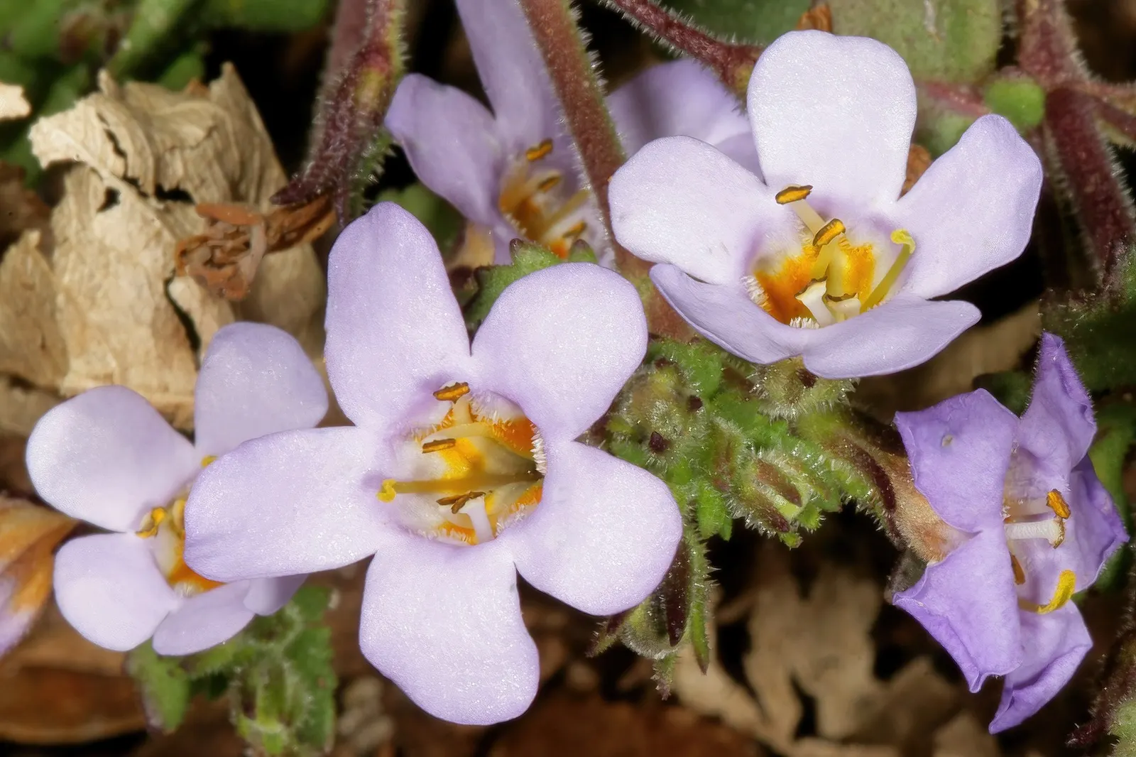 Blue III Sutera (Sutera cordata) — Blue III Bacopa typically reaches 4 to 10 inches tall and spreads 12 to 24 inches wide