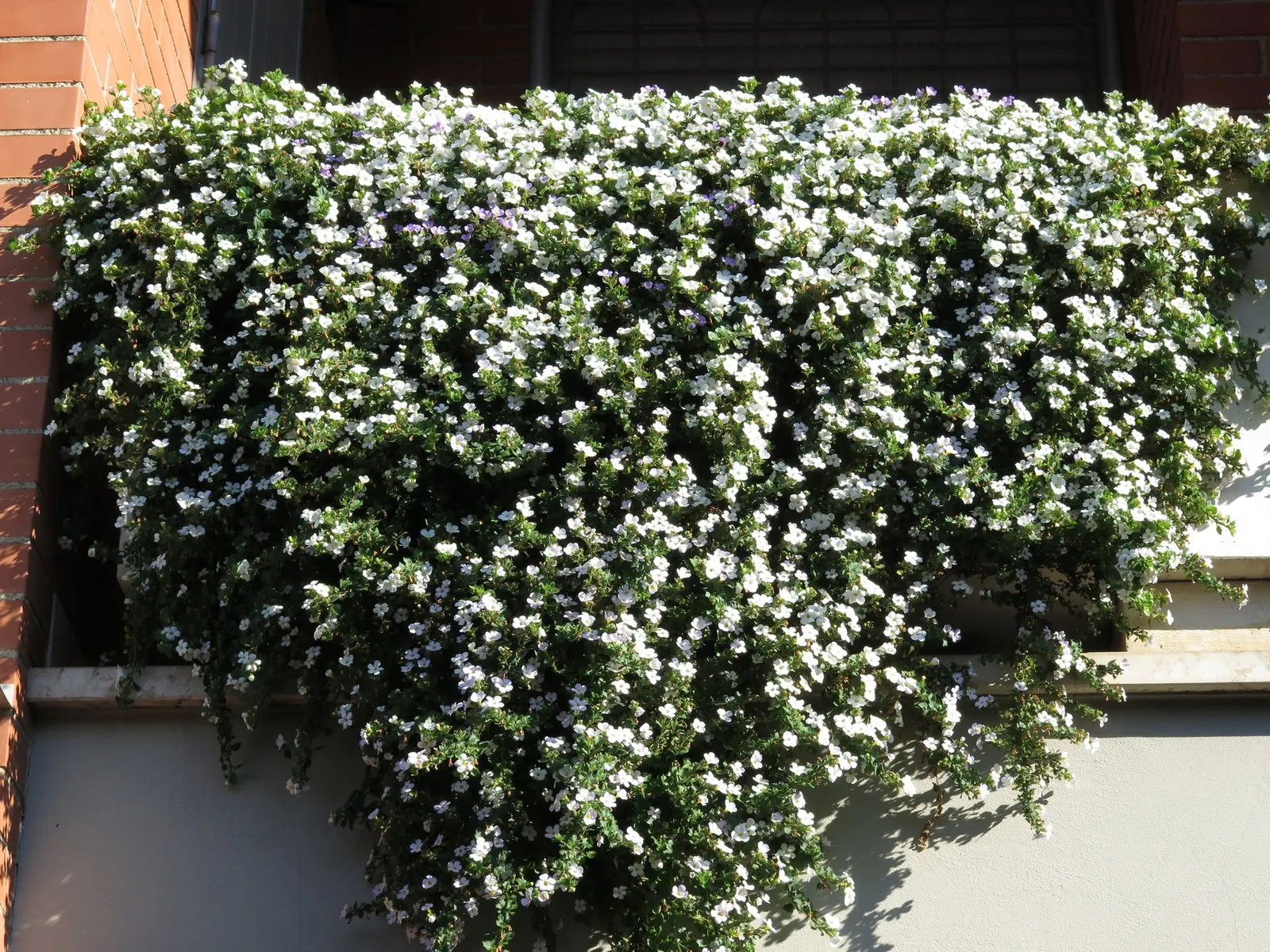 Blue III Sutera (Sutera cordata) — but steady watering is important: when drought-stressed