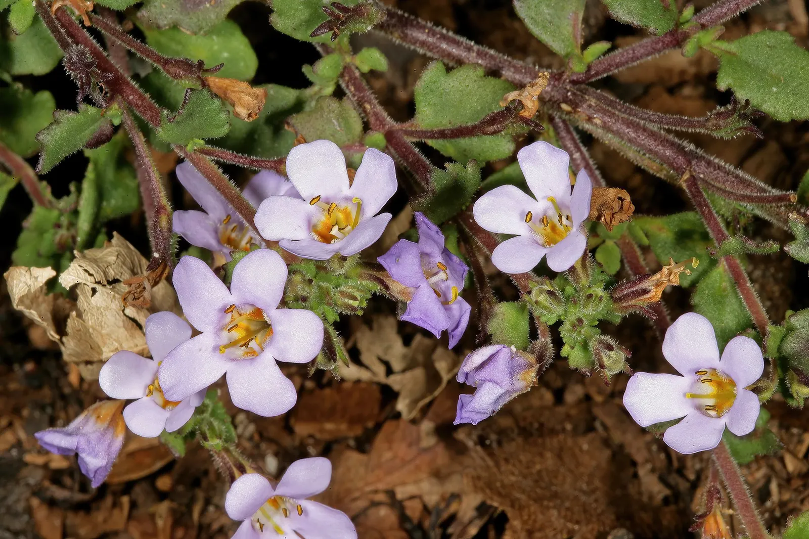Blue III Sutera (Sutera cordata) — with plants spaced about 8 to 12 inches apart for a full