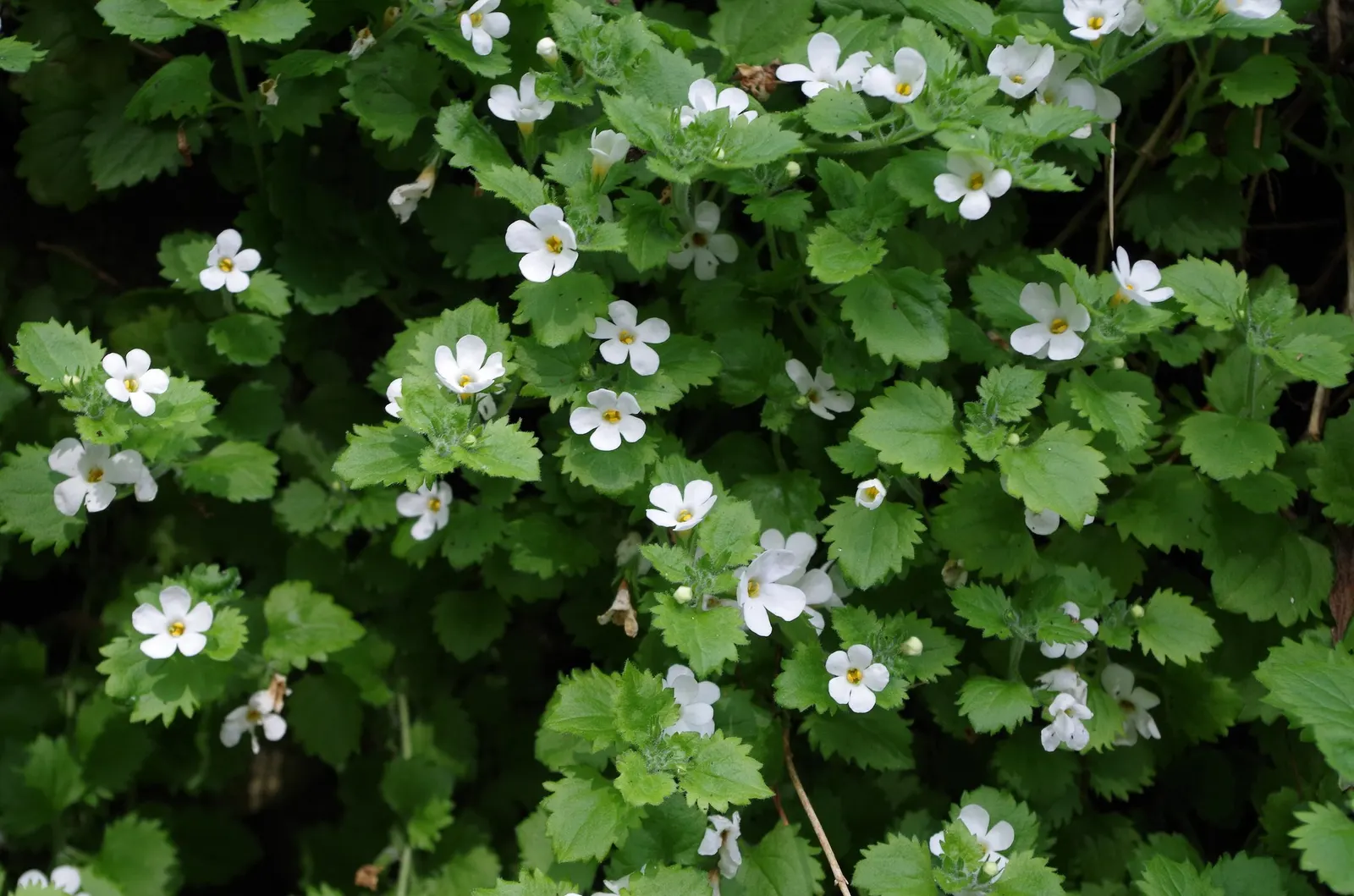 Blue III Sutera (Sutera cordata) — long-blooming annual in seasonal plantings