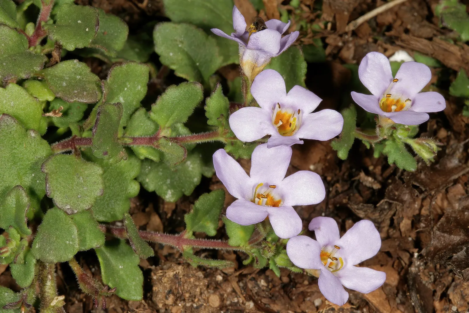 Blue III Sutera (Sutera cordata) — though it is most often treated as a refined