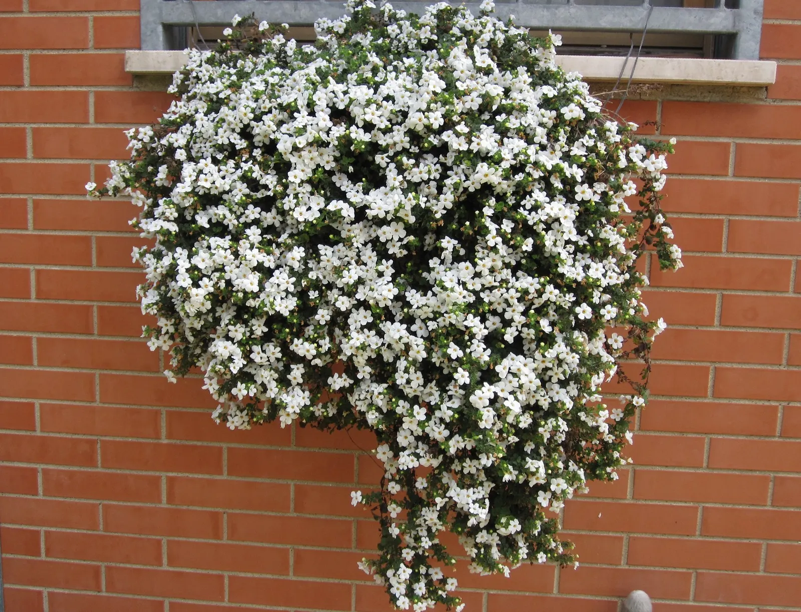Blue III Sutera (Sutera cordata) — supports the most continuous display.<br><br>Use Blue III Bacopa as a graceful filler in mixed containers