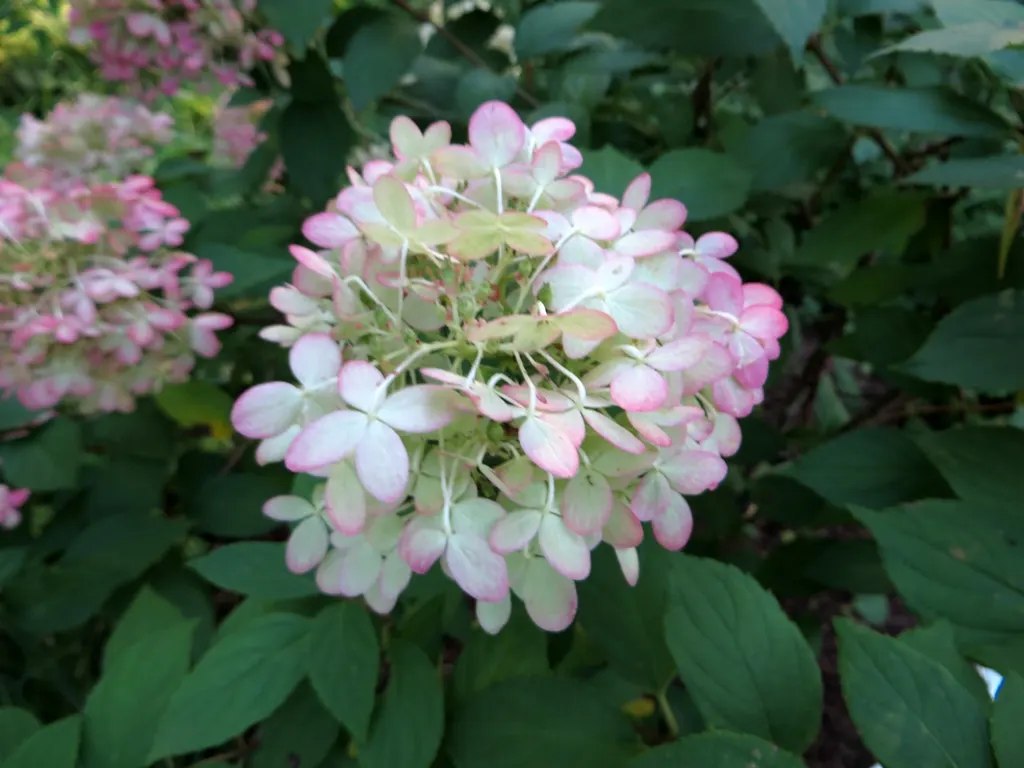 Limelight Peegee Hydrangea (Hydrangea Paniculata 'Limelight') — typically attaining a height of 6 to 8 feet with a similar spread; reaching lengths, image 55