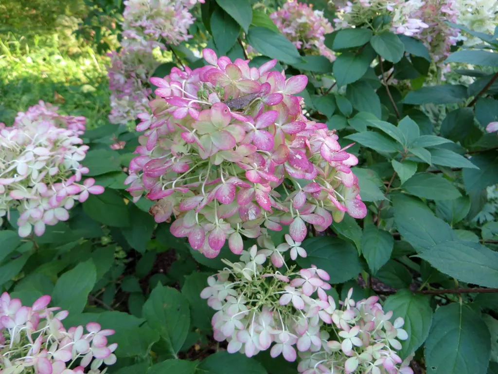 Limelight Peegee Hydrangea (Hydrangea Paniculata 'Limelight') — making it a suitable choice as a specimen or for mass plantings in a border; its sturdy stems
