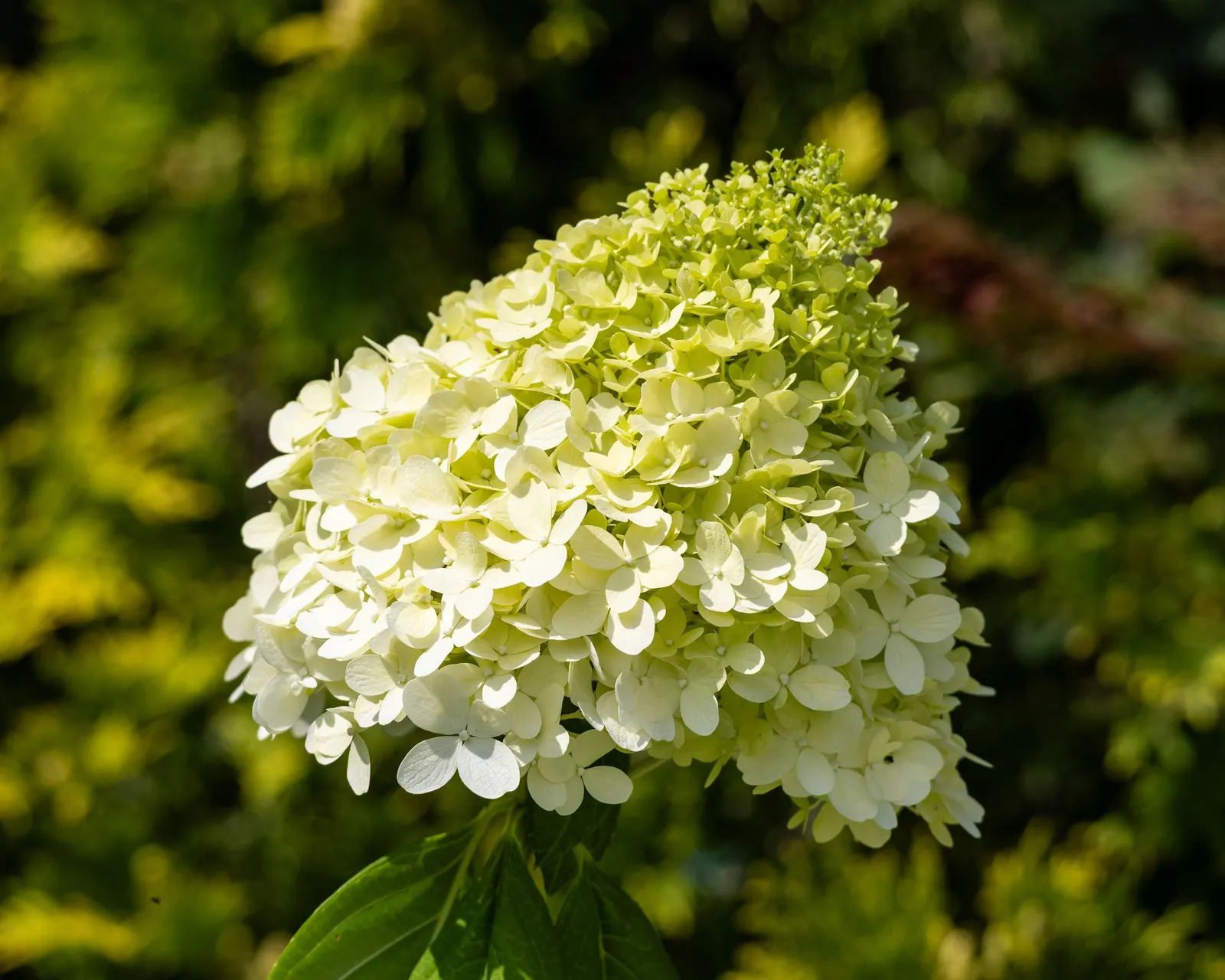 Limelight Peegee Hydrangea (Hydrangea Paniculata 'Limelight') — incorporating 'Limelight' into the landscape provides a low-maintenance yet stunning focal point