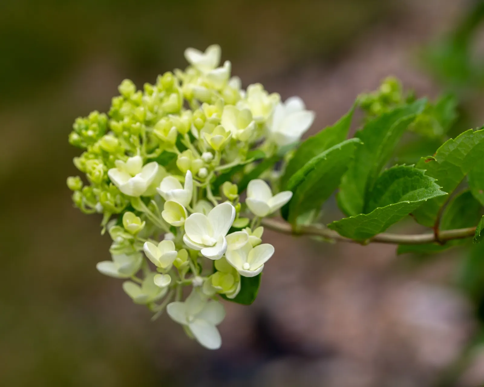 Limelight Peegee Hydrangea (Hydrangea Paniculata 'Limelight') — 'Limelight' thrives in full sun to partial shade and prefers well-drained