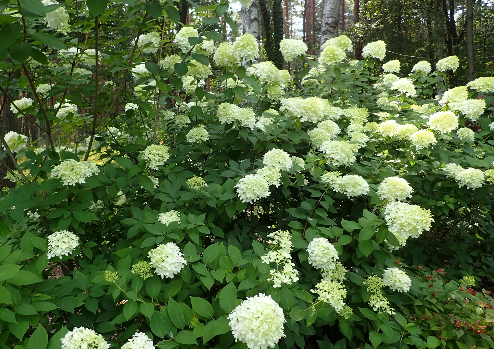 Limelight Peegee Hydrangea (Hydrangea Paniculata 'Limelight') — though it is less tolerant of extreme drought