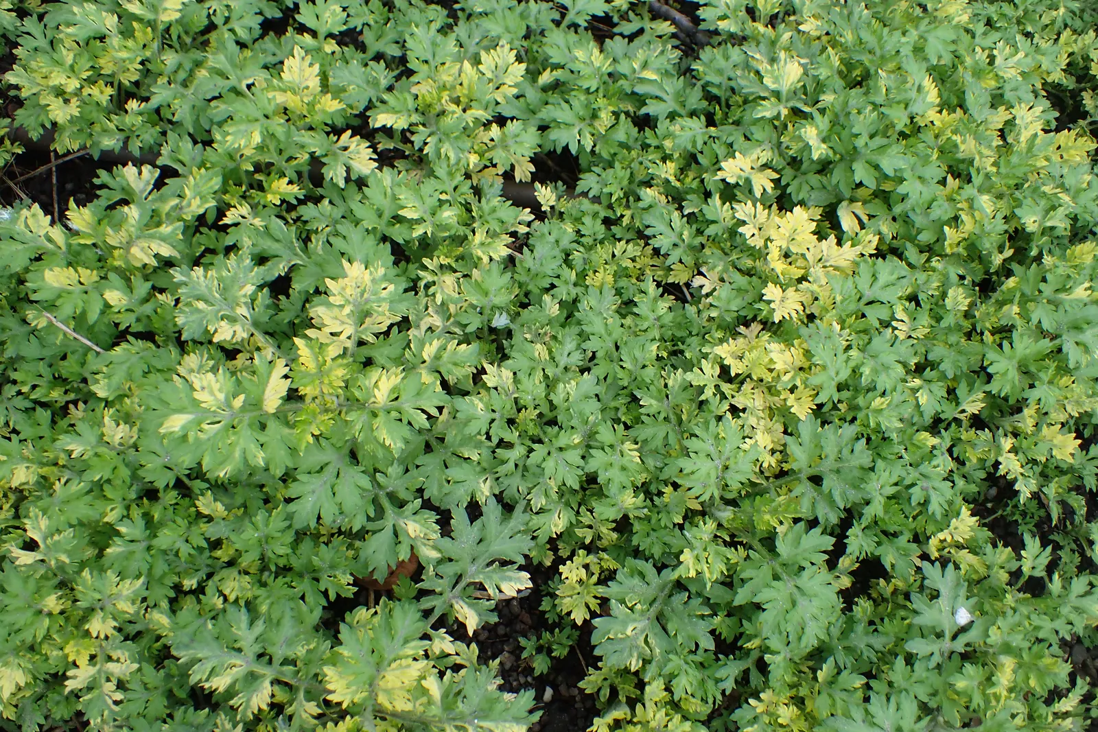 Limelight Peegee Hydrangea (Hydrangea Paniculata 'Limelight') — making it a suitable choice as a specimen or for mass plantings in a border; its, image 56