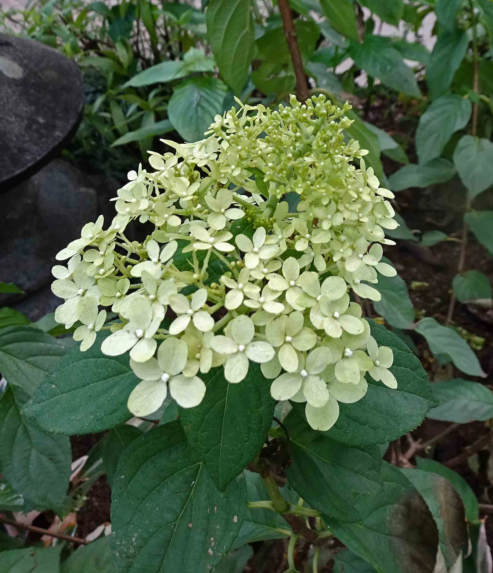 Limelight Peegee Hydrangea (Hydrangea Paniculata 'Limelight') — This hardy plant is ideal for creating accents or hedges in zones 3-8 and blooms, image 48