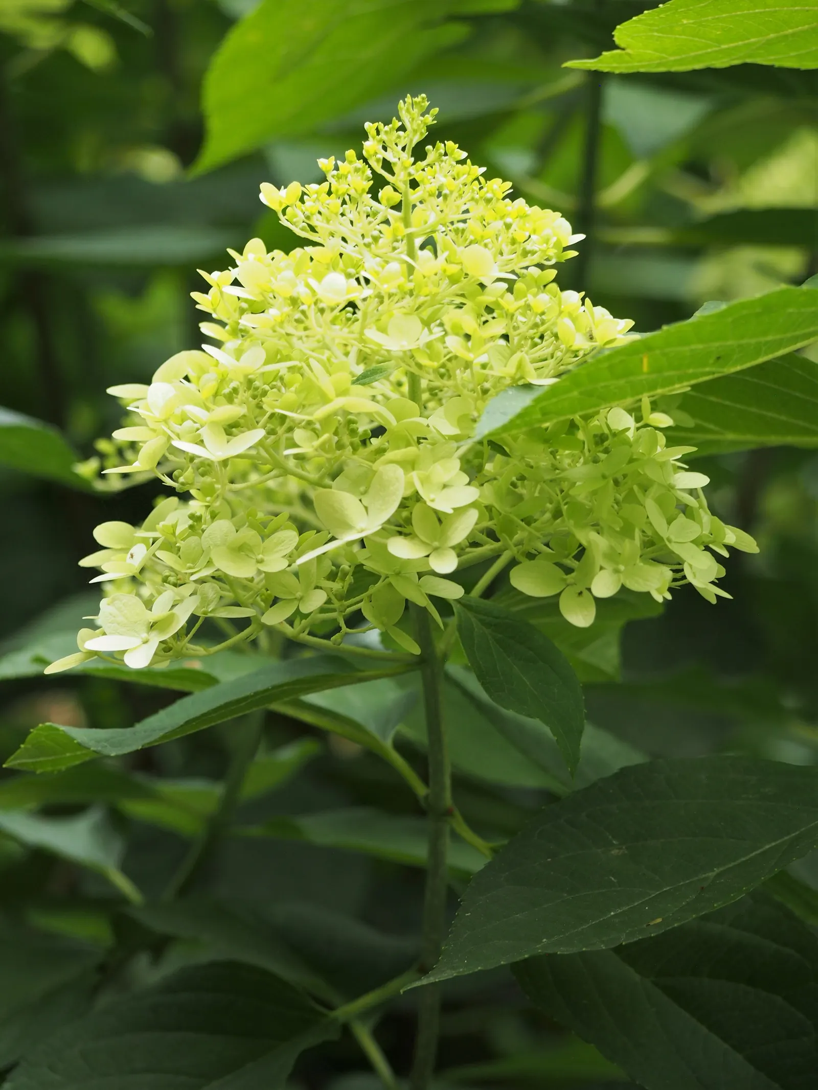 Limelight Peegee Hydrangea (Hydrangea Paniculata 'Limelight') — it features lime-green flowers that transition to pink and burgundy in fall, image 47