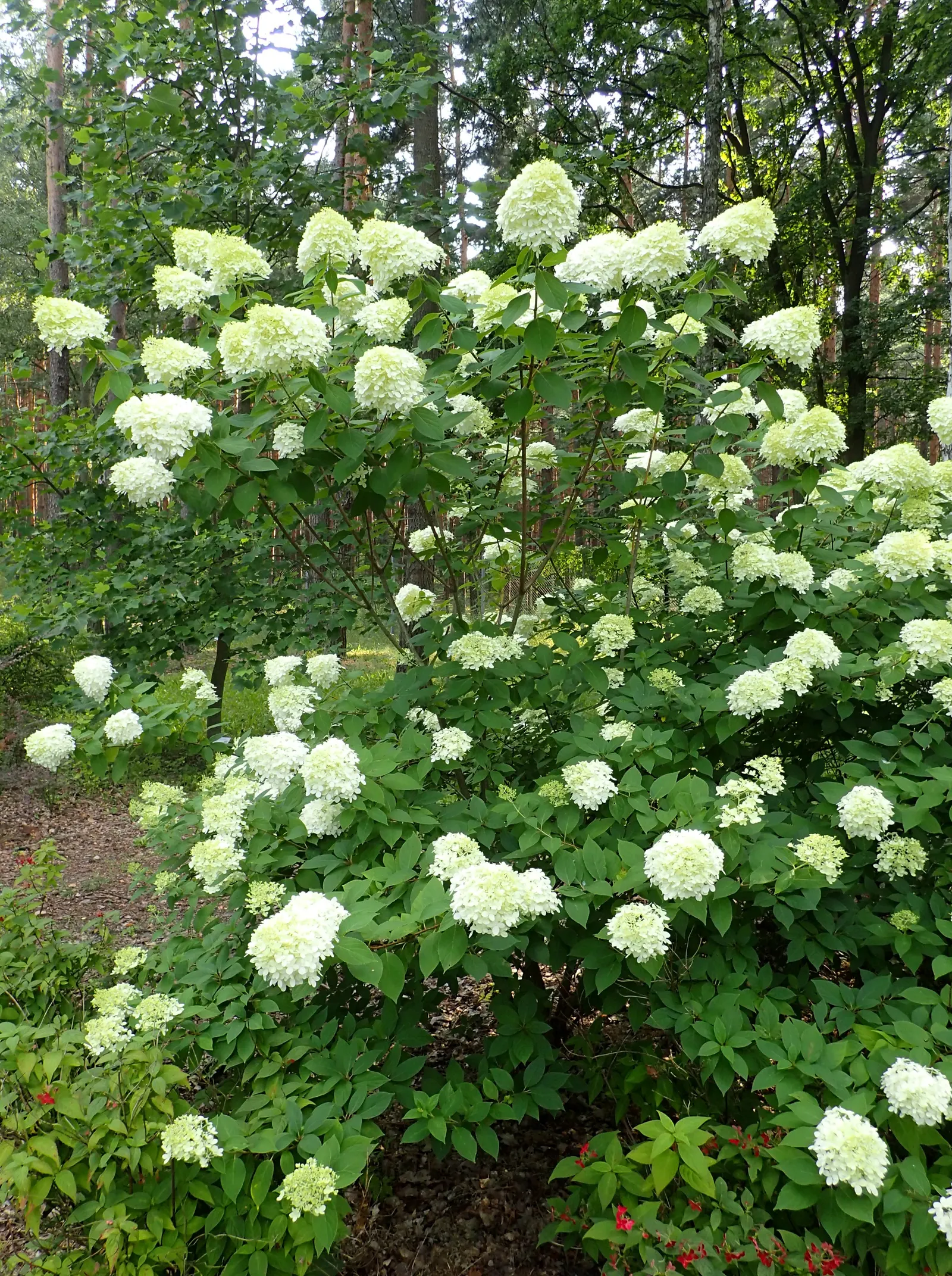 Limelight Peegee Hydrangea (Hydrangea Paniculata 'Limelight') — typically attaining a height of 6 to 8 feet with a similar spread; reaching lengths of 6 to 12