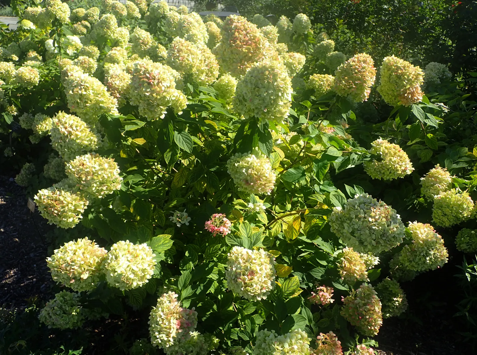Limelight Peegee Hydrangea (Hydrangea Paniculata 'Limelight') — shrub with green and white blooms; making it a suitable choice as a specimen or for mass