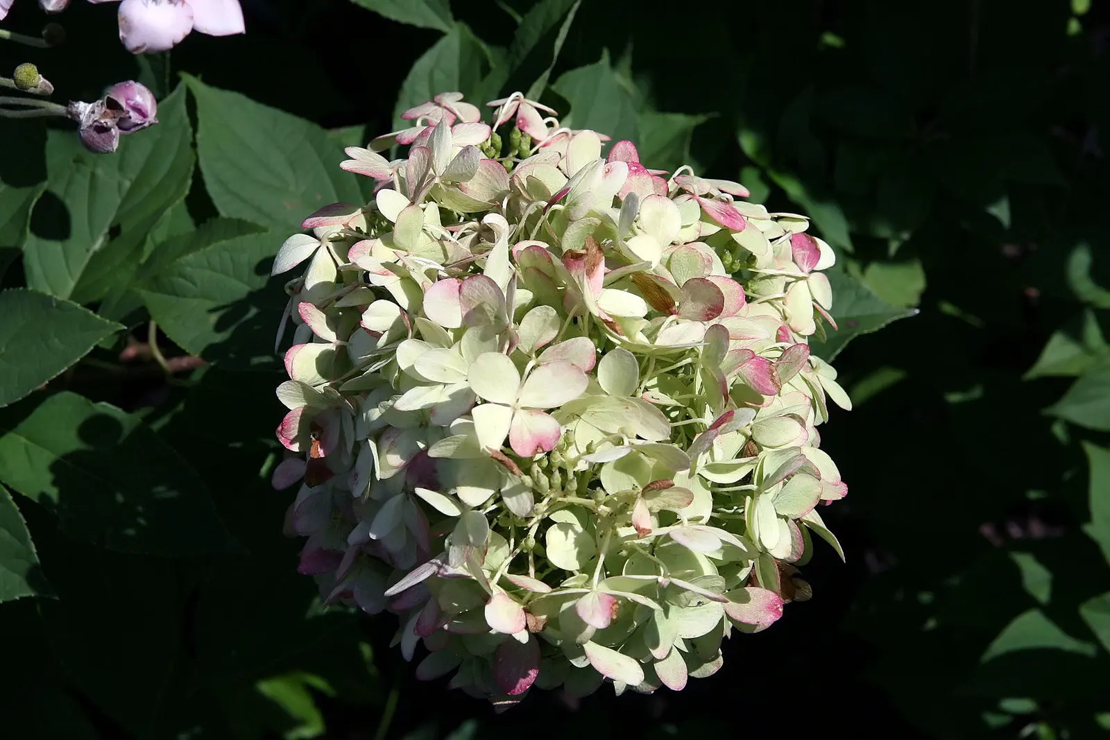 Limelight Peegee Hydrangea (Hydrangea Paniculata 'Limelight') — The Limelight Peegee Hydrangea (Hydrangea paniculata 'Limelight') is an, image 27