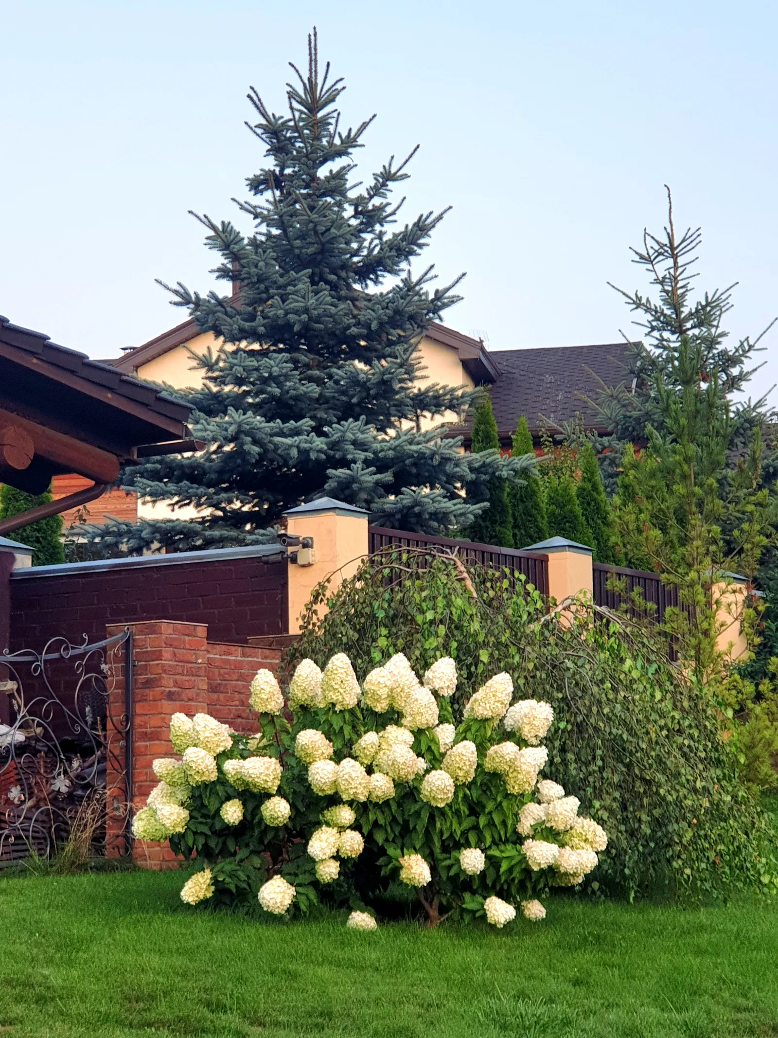 Limelight Peegee Hydrangea (Hydrangea Paniculata 'Limelight') — dense pyramidal flower panicles; typically reaching 6-8 feet in height and spread, image 51