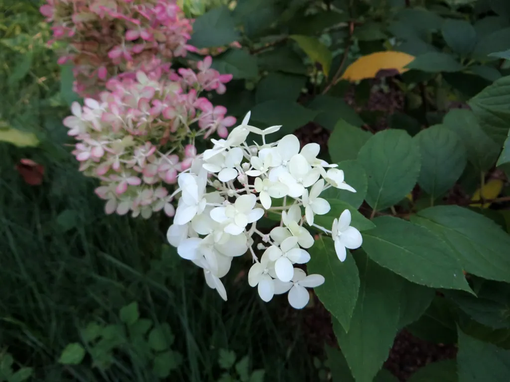 Limelight Peegee Hydrangea (Hydrangea Paniculata 'Limelight') — making it a suitable choice as a specimen or for mass plantings in a border