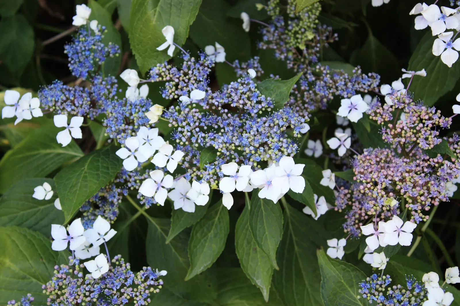 Limelight Peegee Hydrangea (Hydrangea Paniculata 'Limelight') — dense pyramidal flower panicles; typically reaching 6-8 feet in height and spread