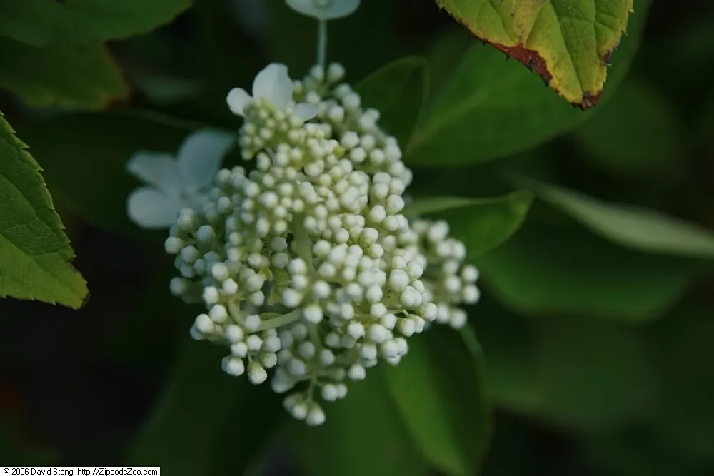 Limelight Peegee Hydrangea (Hydrangea Paniculata 'Limelight') — though it is less tolerant of extreme drought; dense pyramidal flower panicles