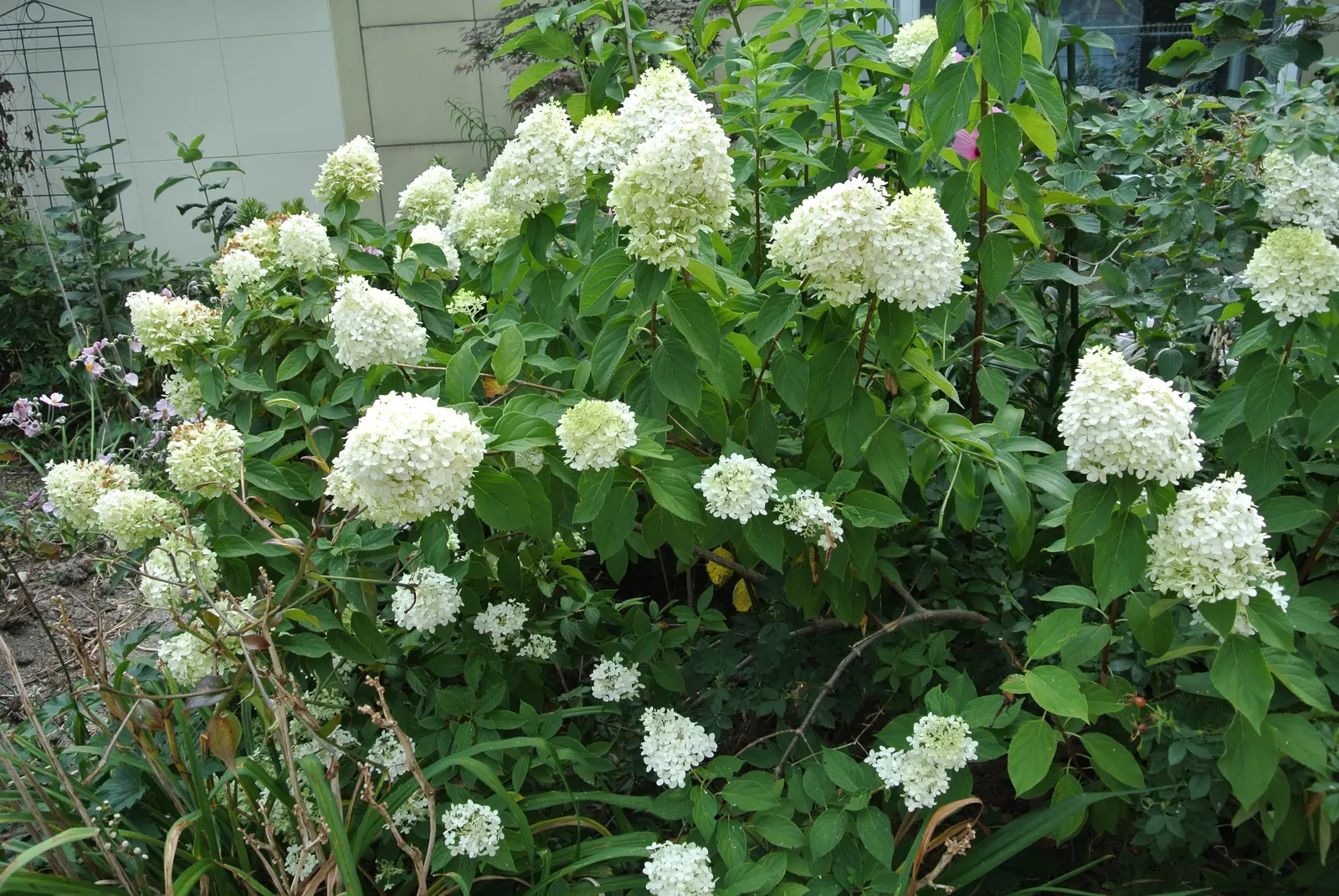 Limelight Peegee Hydrangea (Hydrangea Paniculata 'Limelight') — ensuring the plant remains an attractive feature in the garden throughout the