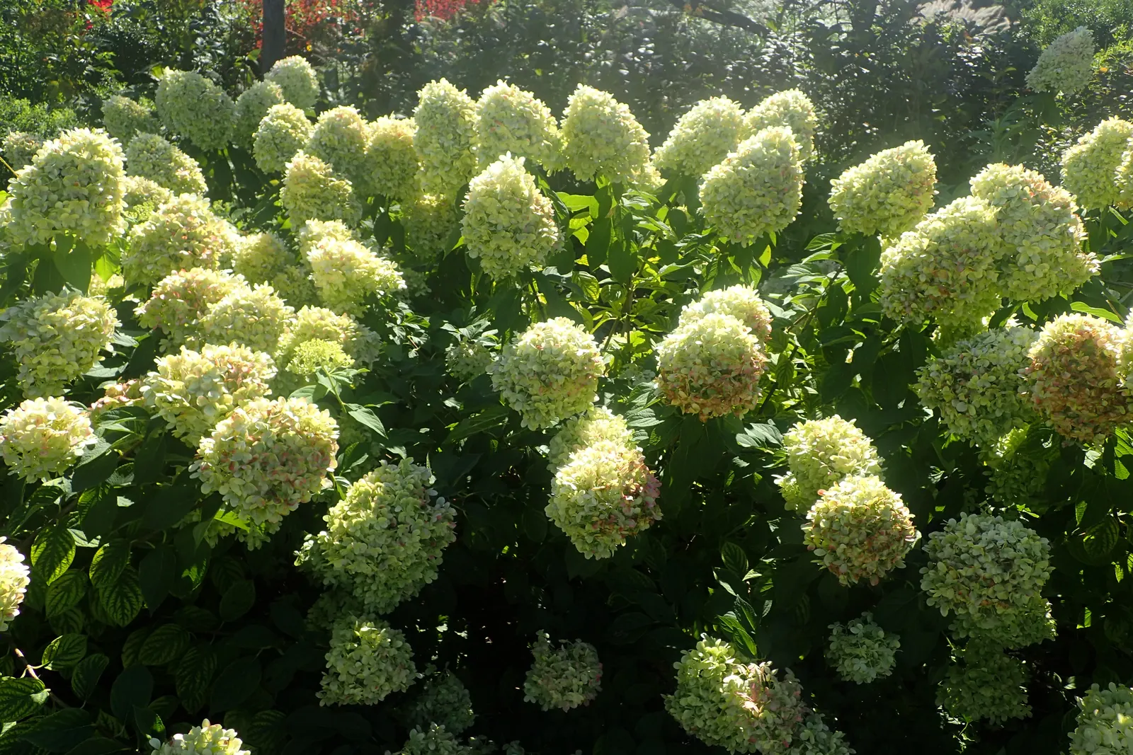Limelight Peegee Hydrangea (Hydrangea Paniculata 'Limelight') — It exhibits a robust growth habit; it flourishes in full sun to partial shade and adapts to