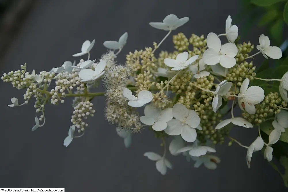 Limelight Peegee Hydrangea (Hydrangea Paniculata 'Limelight') — including urban environments; shrub for full or half, image 57