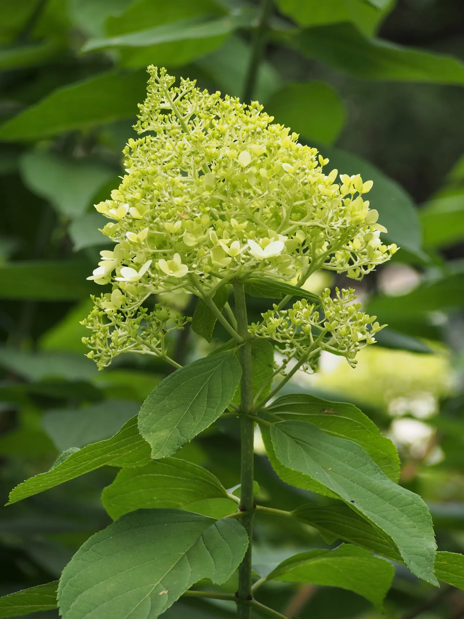 Limelight Peegee Hydrangea (Hydrangea Paniculata 'Limelight') — shrub for full or half; adding both ecological value and aesthetic appeal to their garden