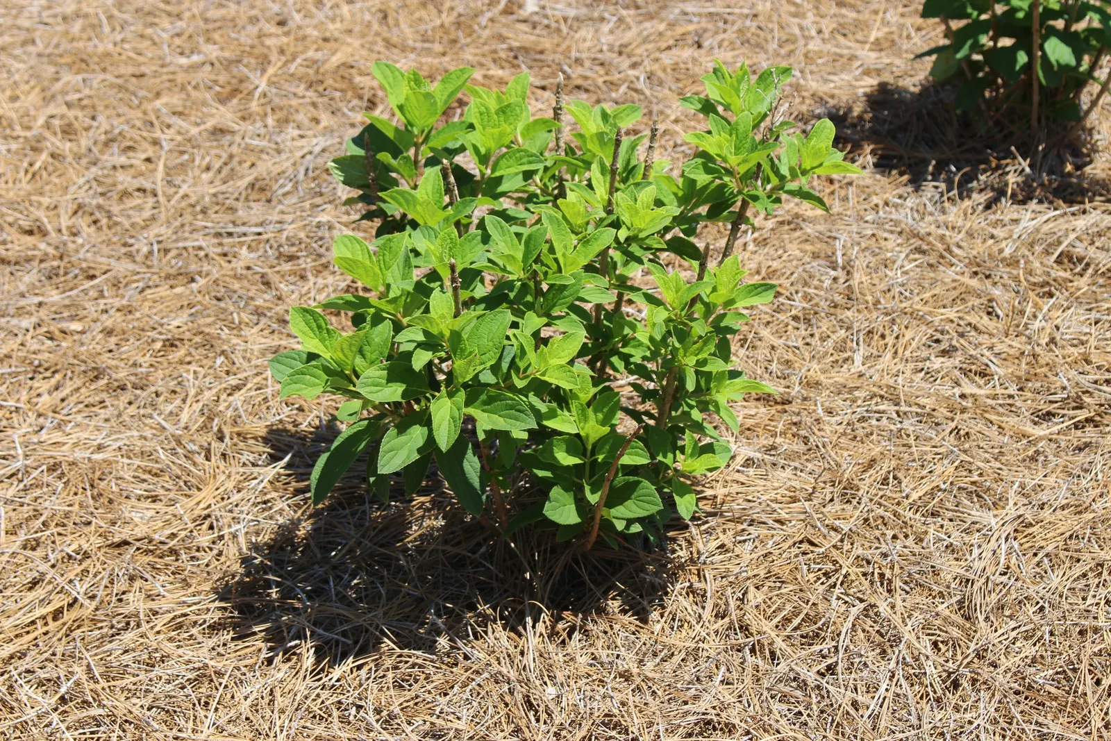Limelight Peegee Hydrangea (Hydrangea Paniculata 'Limelight') — Clients will delight in the dynamic color display and the plant's ability to attract, image 62