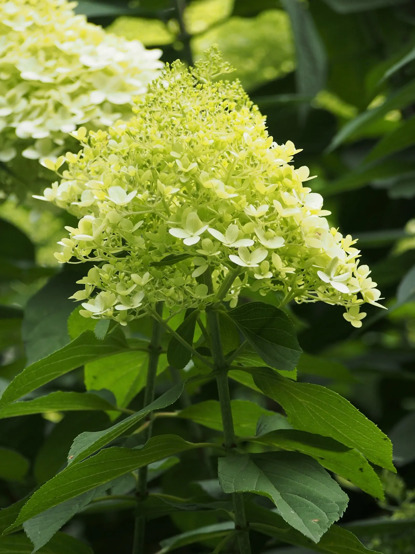 Limelight Peegee Hydrangea (Hydrangea Paniculata 'Limelight') — Its sturdy stems keep the blossoms upright; though it is less tolerant of extreme drought