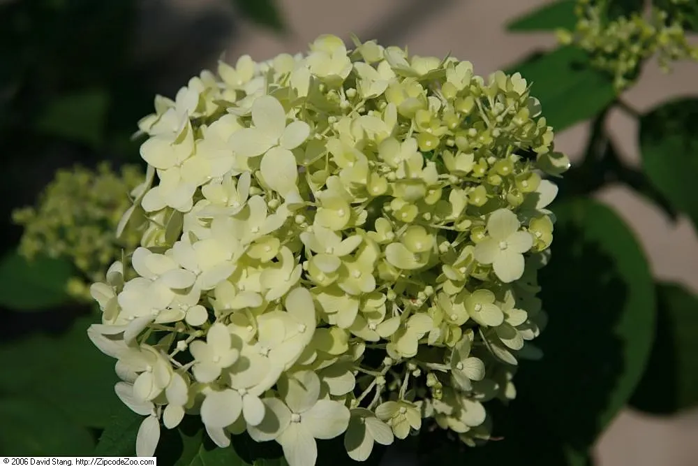 Limelight Peegee Hydrangea (Hydrangea Paniculata 'Limelight') — reaching lengths of 6 to 12 inches; 'Limelight' thrives in full sun to partial, image 52