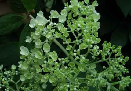 Limelight Peegee Hydrangea (Hydrangea Paniculata 'Limelight') — 'Limelight' thrives in full sun to partial shade and prefers well-drained; ensuring the plant