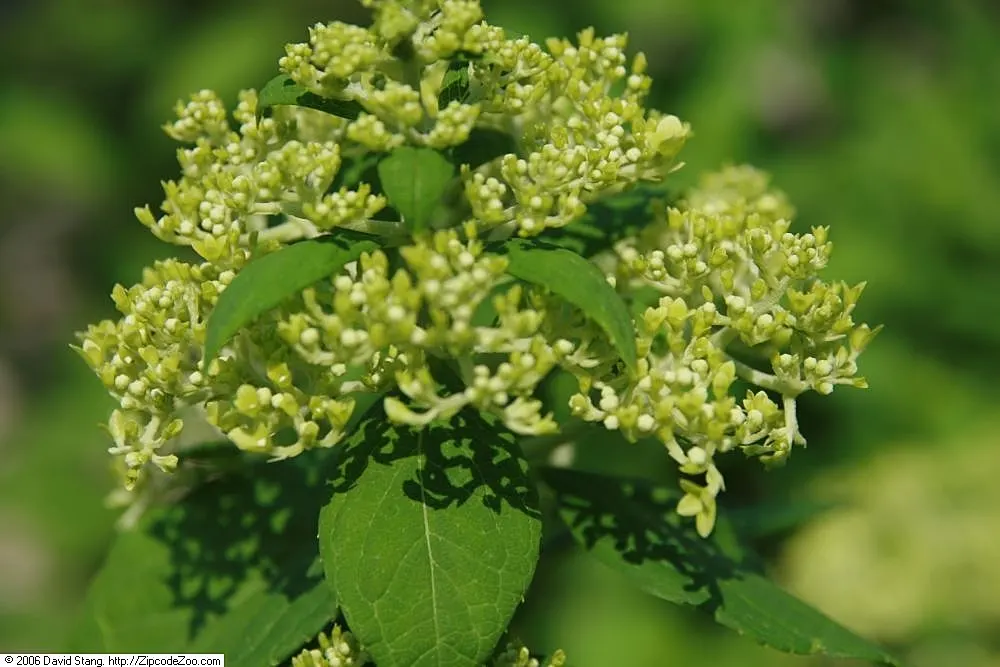 Limelight Peegee Hydrangea (Hydrangea Paniculata 'Limelight') — adding both ecological value and aesthetic appeal to their garden; green and white flowers in