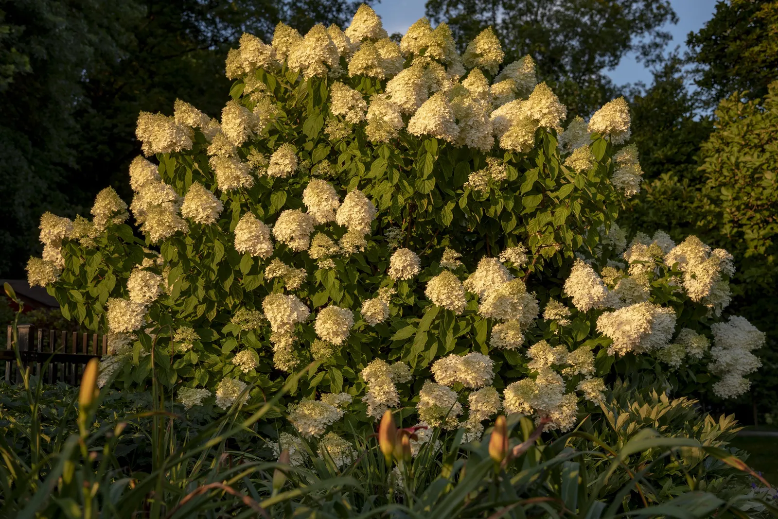 Limelight Peegee Hydrangea (Hydrangea Paniculata 'Limelight') — This hardy plant is ideal for creating accents or hedges in zones 3-8 and blooms from