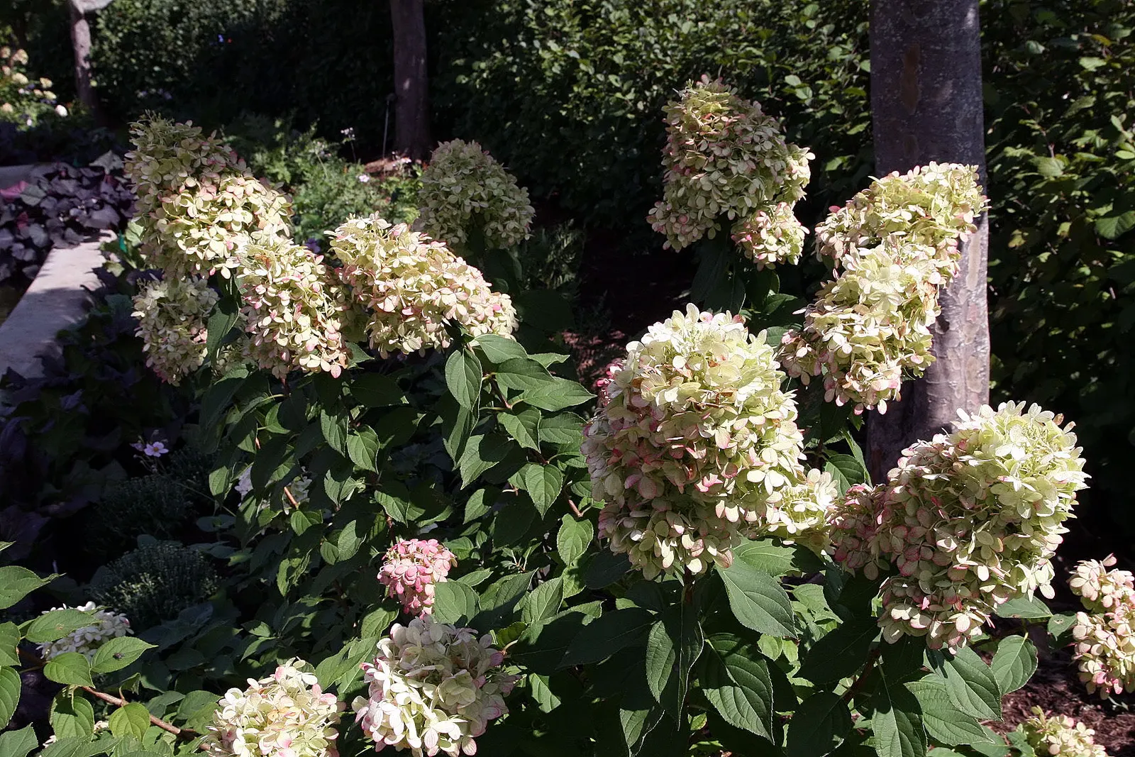 Limelight Peegee Hydrangea (Hydrangea Paniculata 'Limelight') — dense pyramidal flower panicles