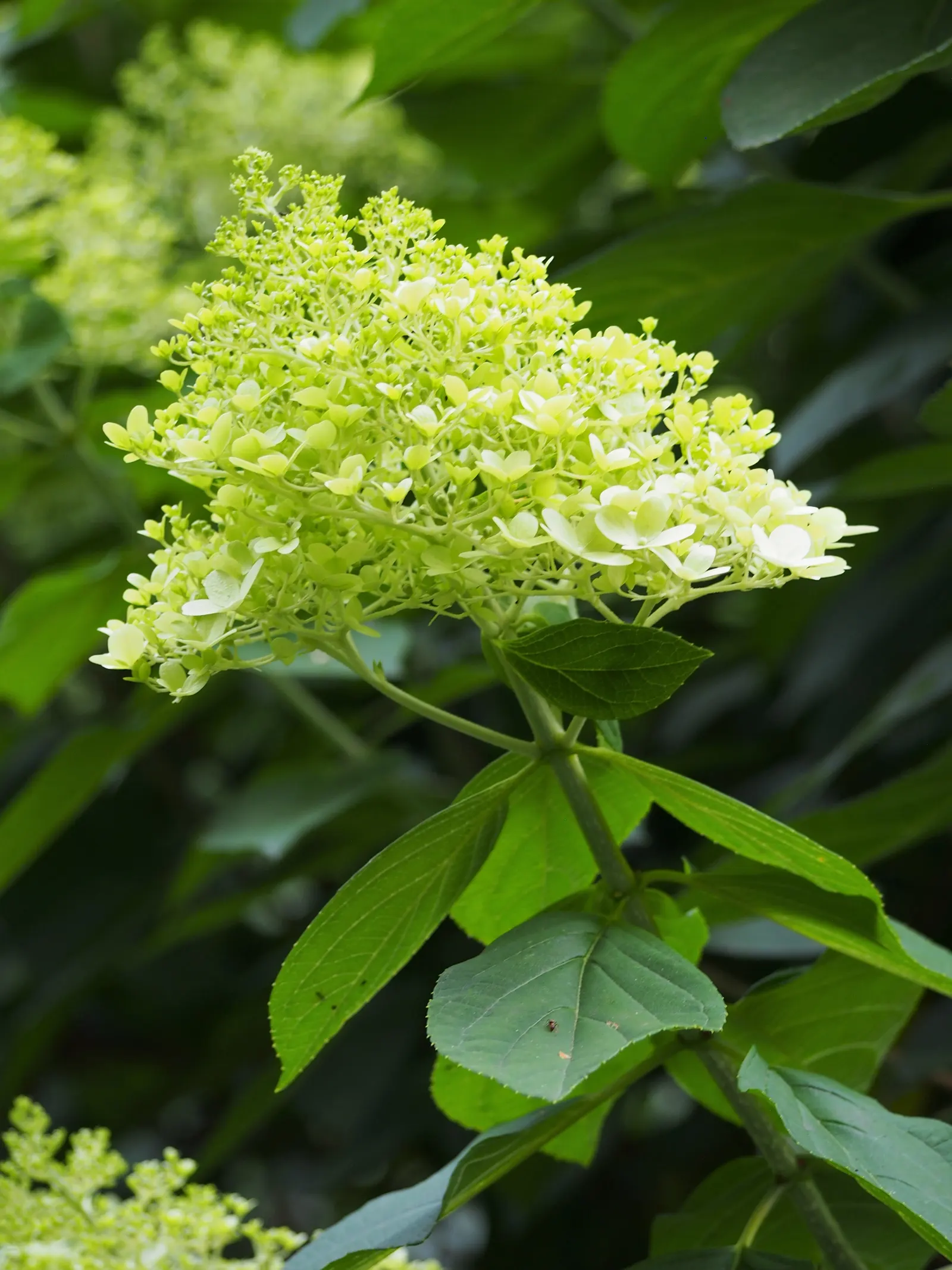 Limelight Peegee Hydrangea (Hydrangea Paniculata 'Limelight') — including urban environments; shrub for full or half