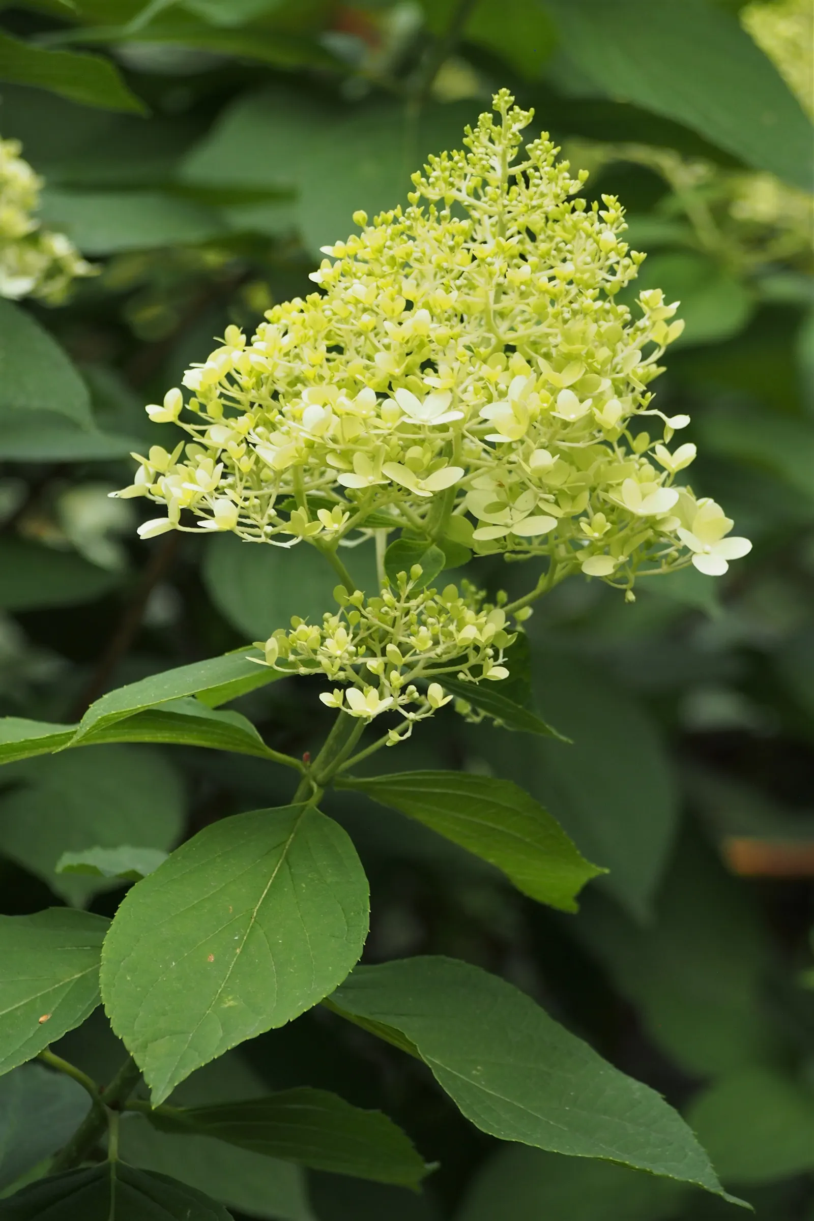 Limelight Peegee Hydrangea (Hydrangea Paniculata 'Limelight') — Typically reaching 6-8 feet in height and spread; typically attaining a height of 6, image 46
