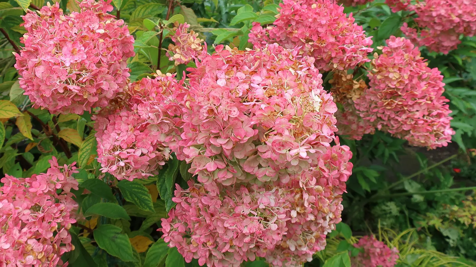 Limelight Peegee Hydrangea (Hydrangea Paniculata 'Limelight') — including urban environments