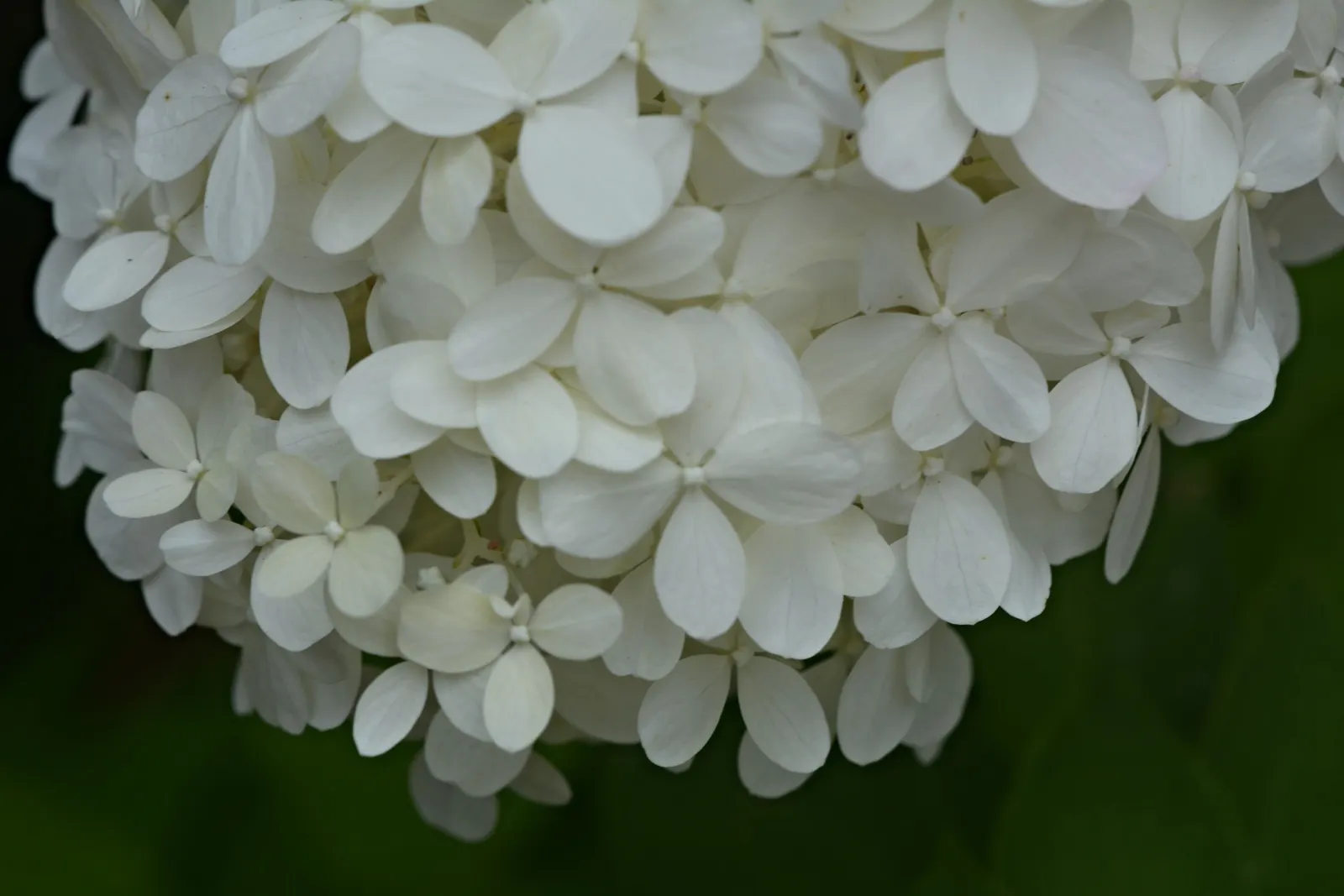 Limelight Peegee Hydrangea (Hydrangea Paniculata 'Limelight') — green and white flowers in the garden; the Limelight Peegee Hydrangea (Hydrangea paniculata