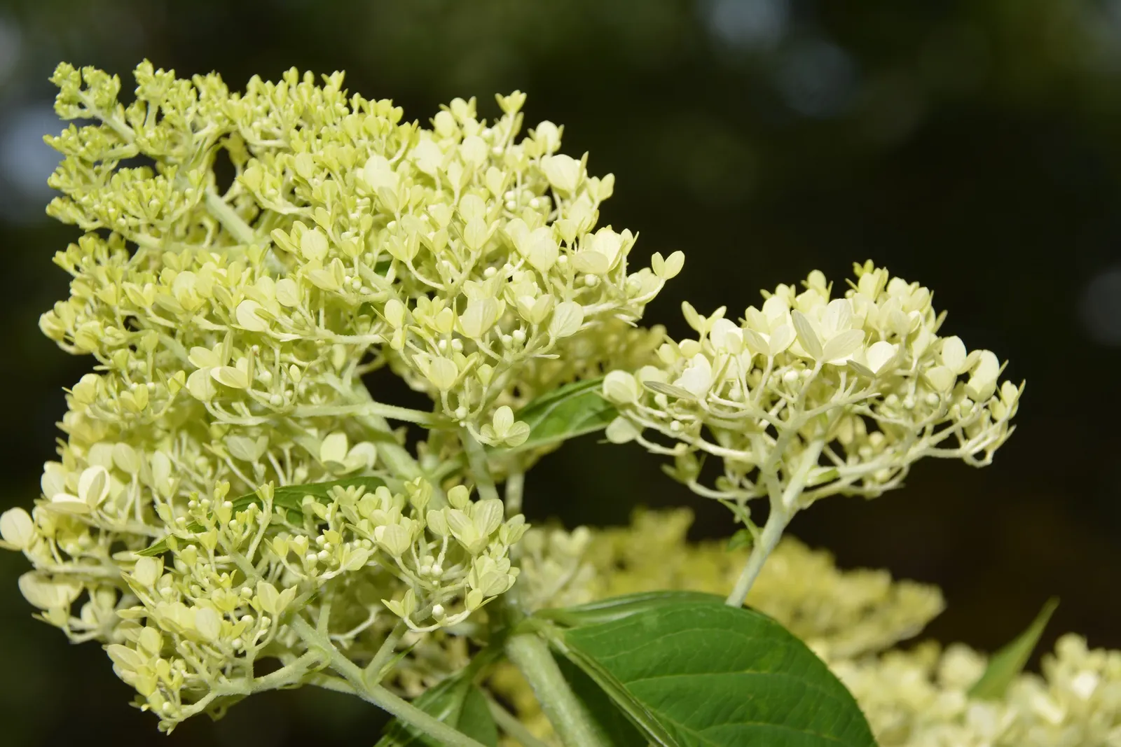 Limelight Peegee Hydrangea (Hydrangea Paniculata 'Limelight') — ensuring the plant remains an attractive feature in the garden throughout the, image 38