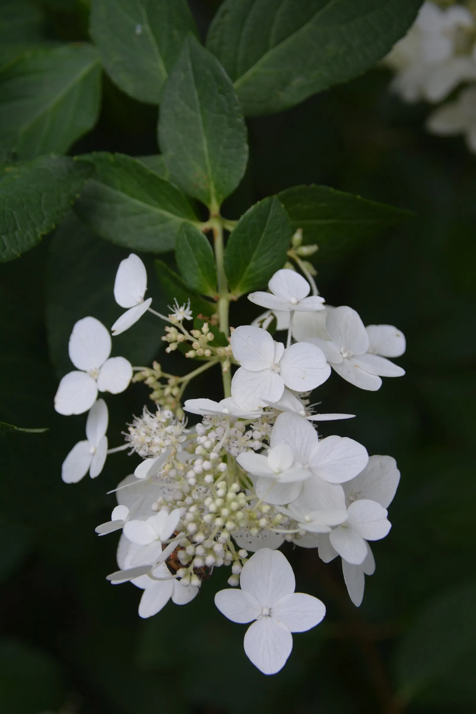 Limelight Peegee Hydrangea (Hydrangea Paniculata 'Limelight') — incorporating 'Limelight' into the landscape provides a low-maintenance yet, image 61