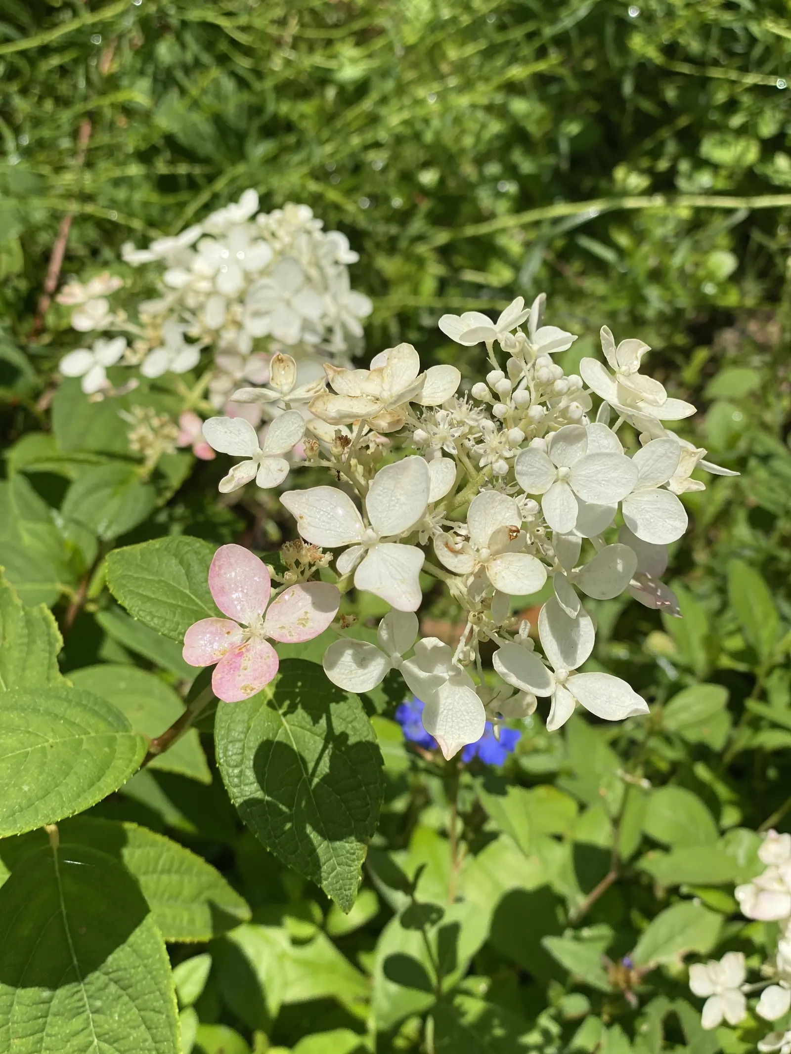 Limelight Peegee Hydrangea (Hydrangea Paniculata 'Limelight') — Its sturdy stems keep the blossoms upright