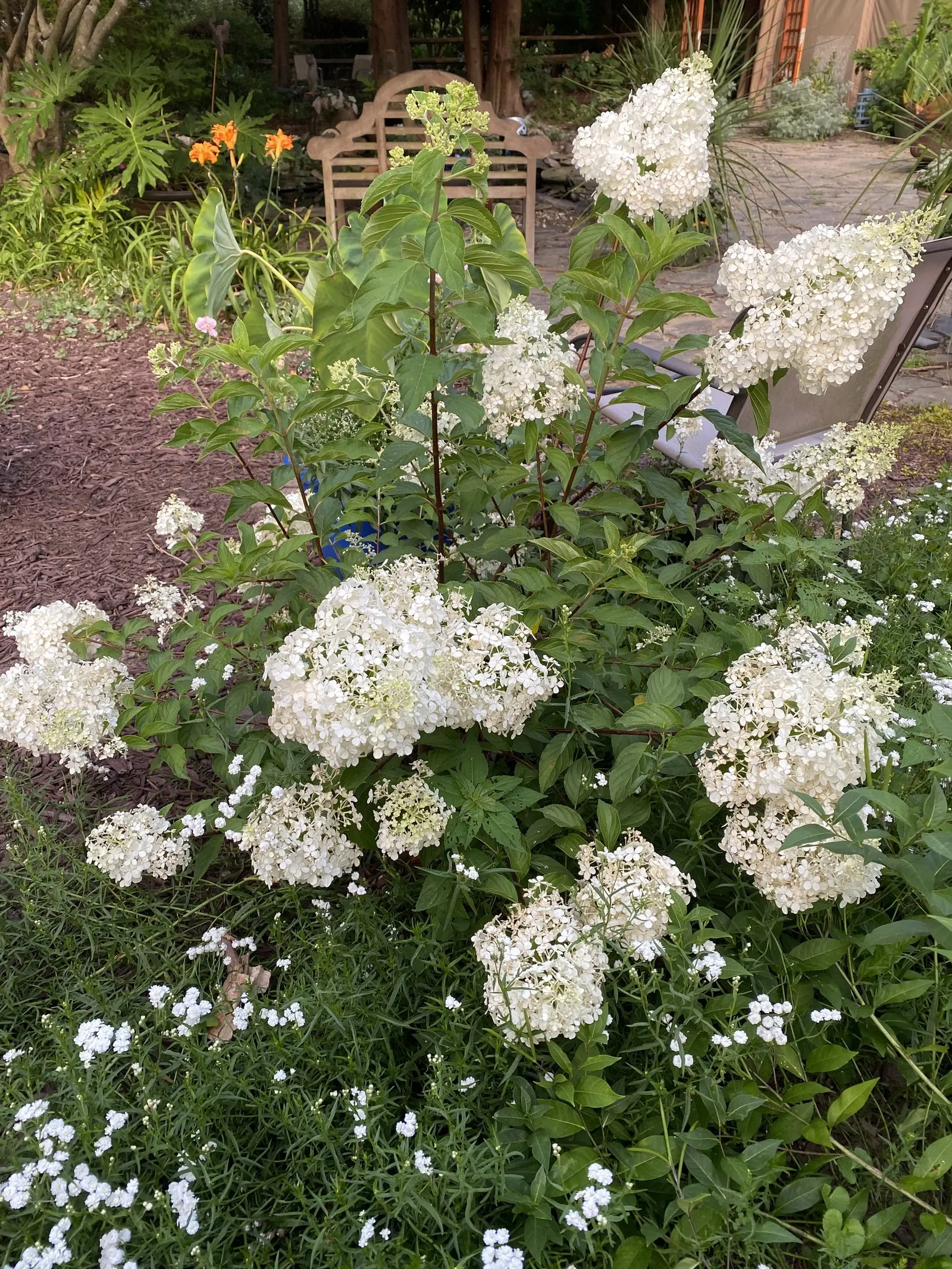 Limelight Peegee Hydrangea (Hydrangea Paniculata 'Limelight') — ensuring the plant remains an attractive feature in the garden throughout the, image 60