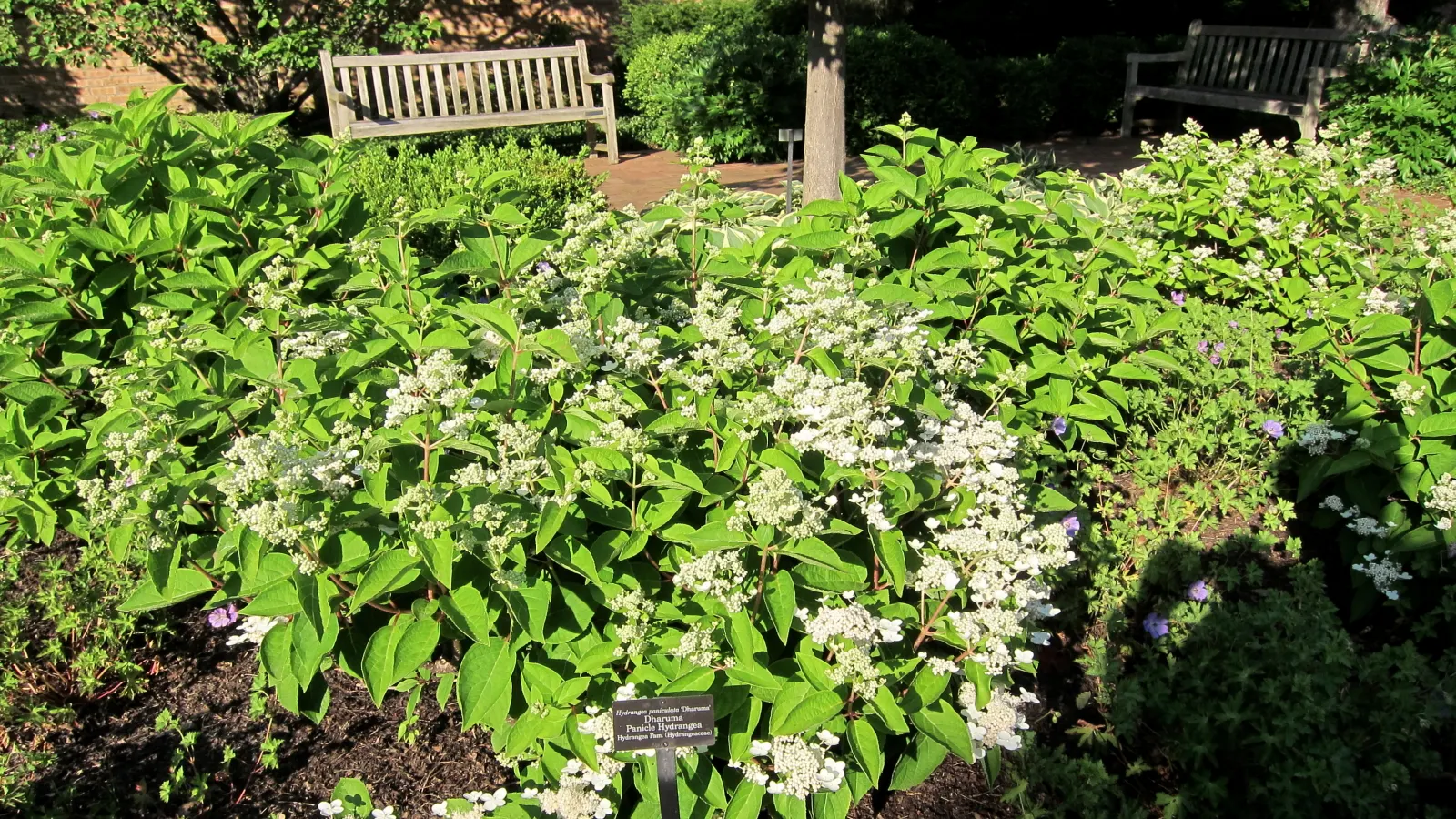 Limelight Peegee Hydrangea (Hydrangea Paniculata 'Limelight') — Its sturdy stems keep the blossoms upright; though it is less tolerant of extreme, image 59