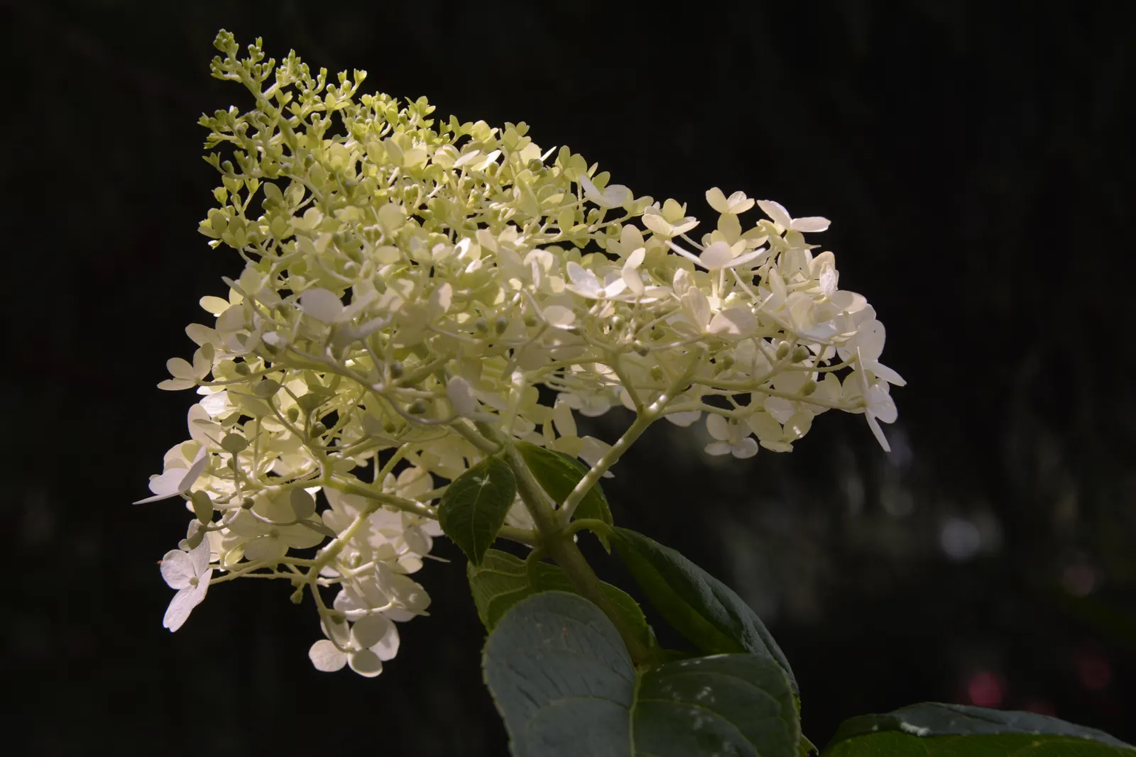 Limelight Peegee Hydrangea (Hydrangea Paniculata 'Limelight') — It flourishes in full sun to partial shade and adapts to various soil types; this, image 45