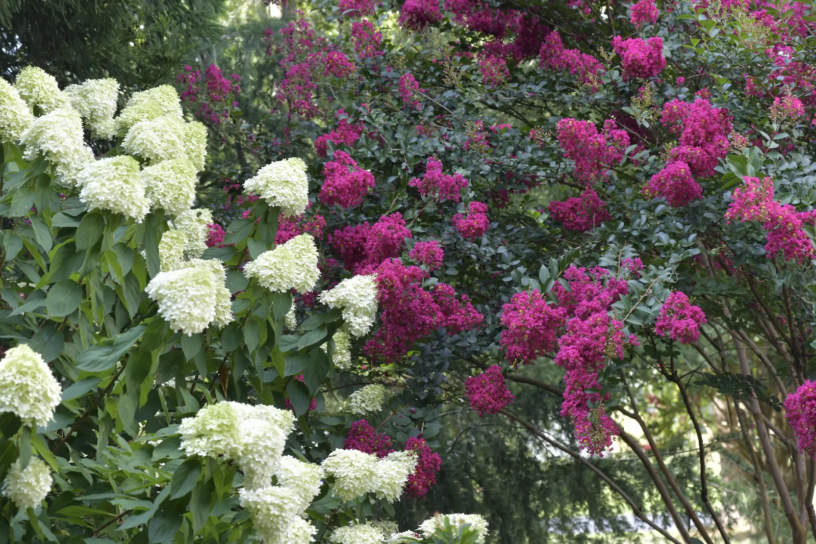 Limelight Peegee Hydrangea (Hydrangea Paniculata 'Limelight') — Clients will delight in the dynamic color display and the plant's ability to attract
