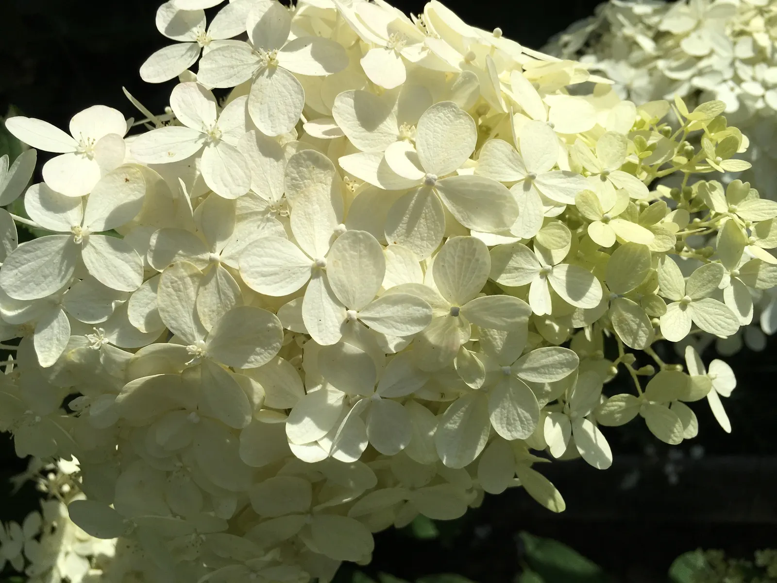 Limelight Peegee Hydrangea (Hydrangea Paniculata 'Limelight') — It exhibits a robust growth habit