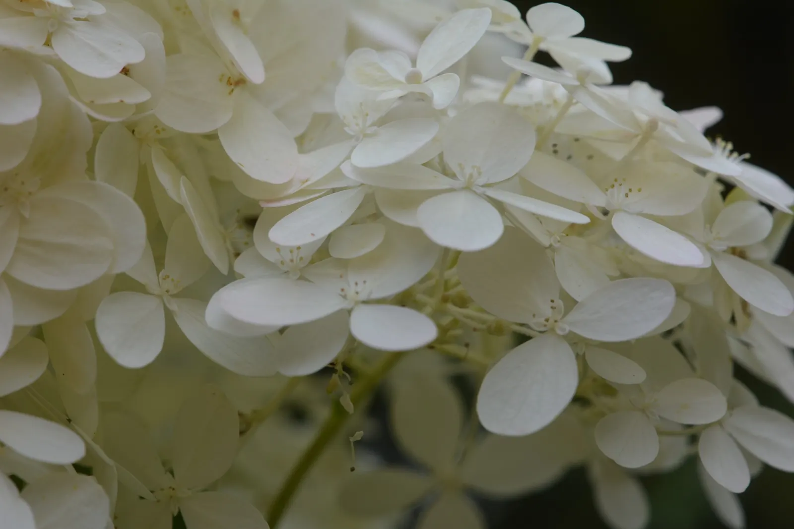 Limelight Peegee Hydrangea (Hydrangea Paniculata 'Limelight') — It exhibits a robust growth habit; it flourishes in full sun to partial shade and, image 54